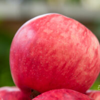 Malus `Melba` õunapuu (3)