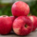 Malus `Melba` õunapuu (1)