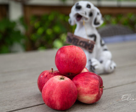 Malus `Melba` õunapuu (2)