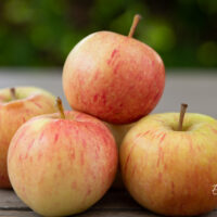 Malus `Konfetnoje` õunapuu