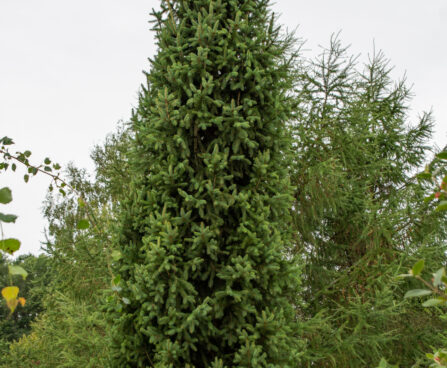 Picea abies `Cupressina` harilik kuusk