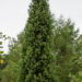 Picea abies `Cupressina` harilik kuusk