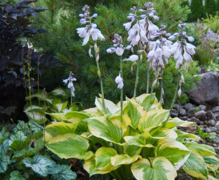 1129_7804_Hosta_Summer_Breeze__3.JPG