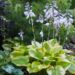 1129_7804_Hosta_Summer_Breeze__3.JPG