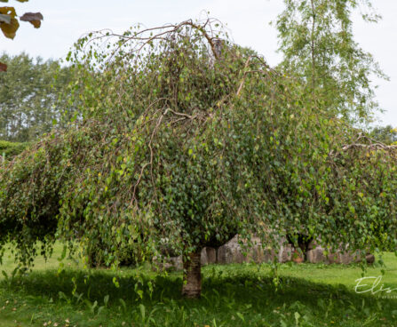 Betula pendula `Youngii` arukask