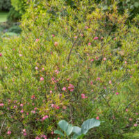 Euonymus nanus väike kikkapuu