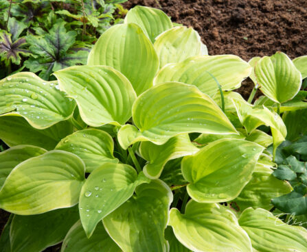 Hosta `Fragrant Bouquet`