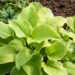 Hosta `Fragrant Bouquet`