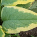 Symphytum grandiflorum `Goldsmith` varemerohi