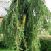 Picea abies `Frohburg` harilik kuusk