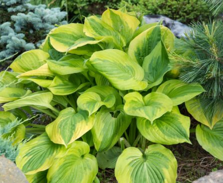 1129_8847_Hosta_Summer_Breeze_.JPG