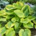 1129_8847_Hosta_Summer_Breeze_.JPG