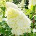 Hydrangea paniculata `Polar Bear` aed-hortensia(1)