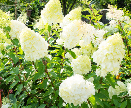 Hydrangea paniculata `Polar Bear` aed-hortensia(2)