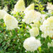 Hydrangea paniculata `Polar Bear` aed-hortensia(2)