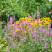 Lythrum salicaria harilik kukesaba