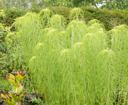 Helianthus salicifolius hiid-päevalill