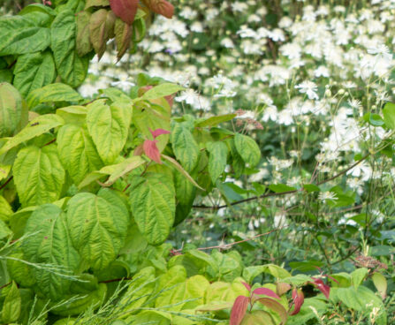 Spiraea japonica `Macrophylla` jaapani enelas