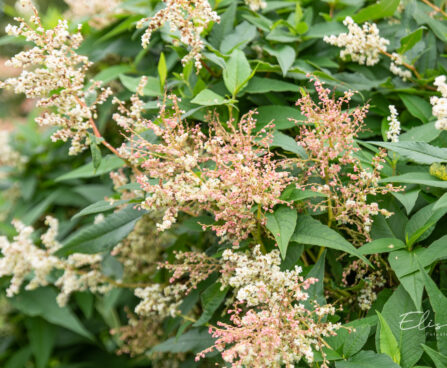 Persicaria polymorpha muutlik kirburohi (2)