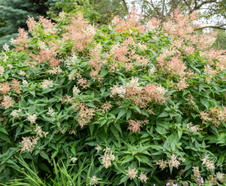 Persicaria polymorpha muutlik kirburohi (1)