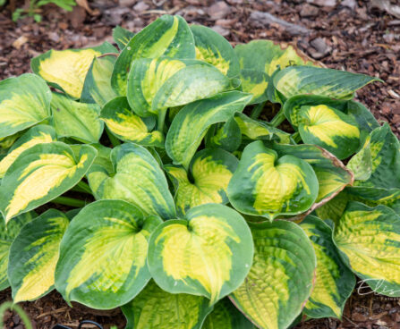 Hosta `Alligator Alley`