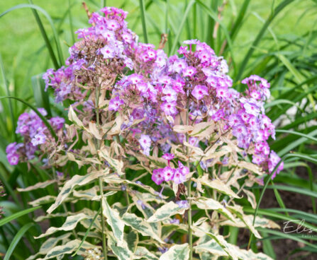 Phlox paniculata `Olympus`