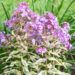 Phlox paniculata `Olympus`