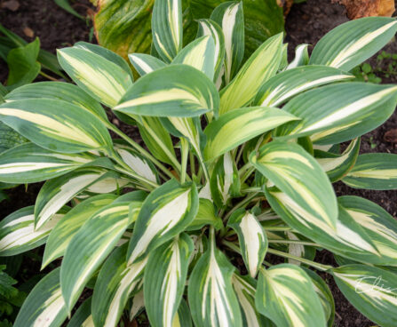 Hosta `Moonstruck`