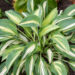 Hosta `Moonstruck`