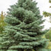 Abies concolor hall nulg