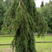 Picea abies `Inversa` harilik kuusk
