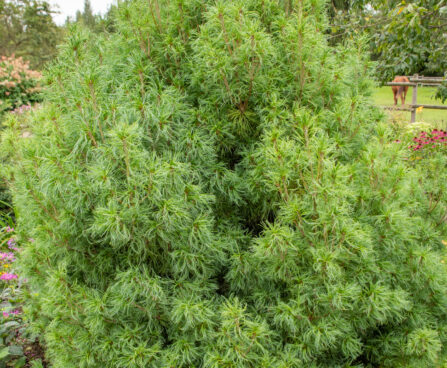 Pinus strobus `Tiny Curls` valge mänd