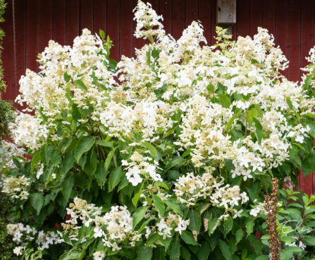 Hydrangea paniculata `Great Star` aed-hortensia