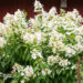 Hydrangea paniculata `Great Star` aed-hortensia