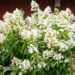 Hydrangea paniculata `Great Star` aed-hortensia