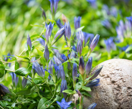 Gentiana_emajuur