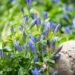 Gentiana_emajuur