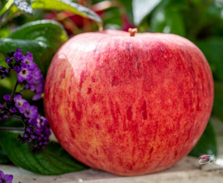 Malus domestica `Koit` õunapuu (1)