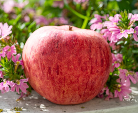 Malus domestica `Koit` õunapuu (2)