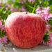 Malus domestica `Koit` õunapuu (2)