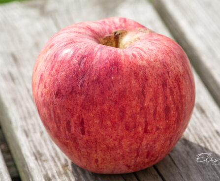Malus domestica `Koit` õunapuu (3)