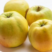 Malus domestica `Liivika` õunapuu