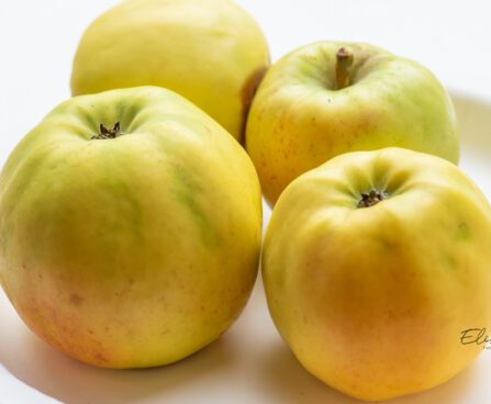 Malus domestica `Liivika` õunapuu