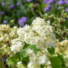 Hydrangea arborescens `Hayes Starburst` puishortensia