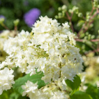 Hydrangea arborescens `Hayes Starburst` puishortensia