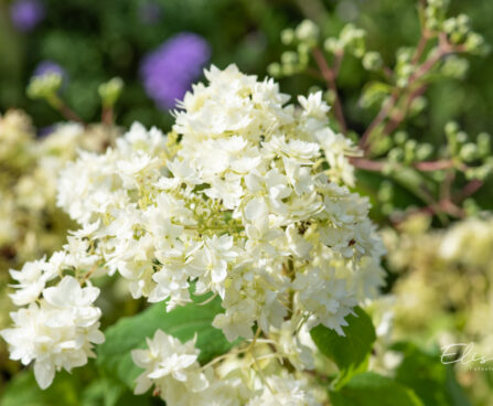 Hydrangea arborescens `Hayes Starburst` puishortensia