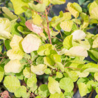 Cotinus coggygria `Golden Spirit` parukapuu