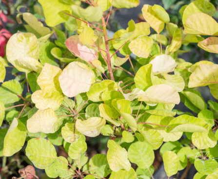 Cotinus coggygria `Golden Spirit` parukapuu