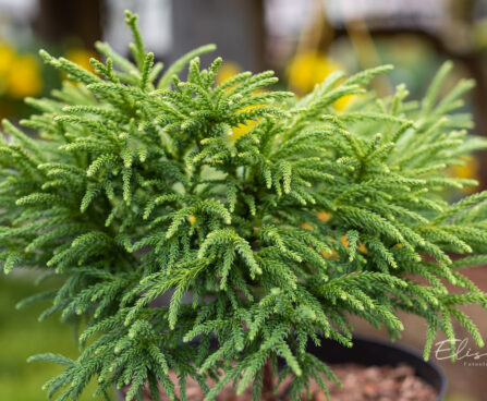 Cryptomeria japonica `Little Champion` jaapani krüptomeeria