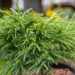 Cryptomeria japonica `Little Champion` jaapani krüptomeeria